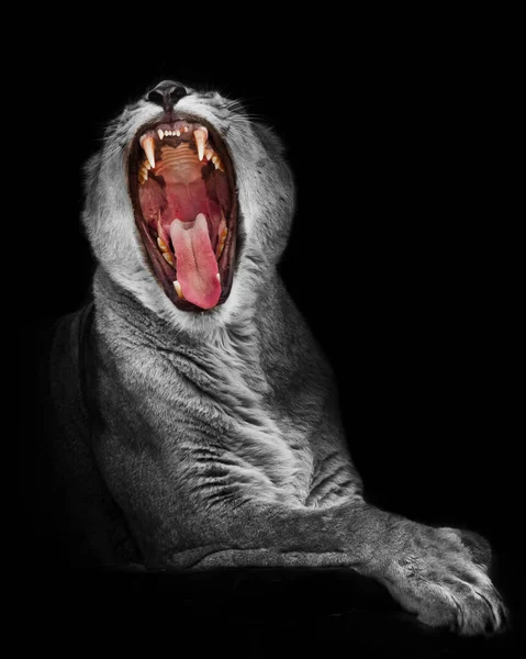 ライオン喉フルフェイス 大きなグルトン状の口は広く開き 舌と牙があります 黒白色の変色した体赤口孤立した黒の背景 — ストック写真