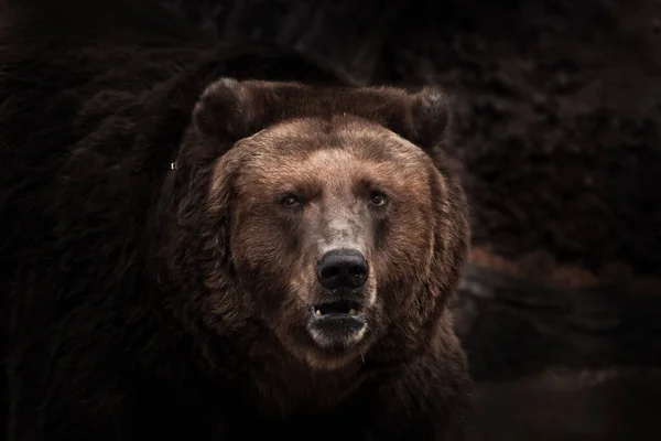 stock image a darkened image, a stern brown slightly perplexing beast looks out of the darkness with small eyes. Symbol of unpredictability and overgrowth. close-up.