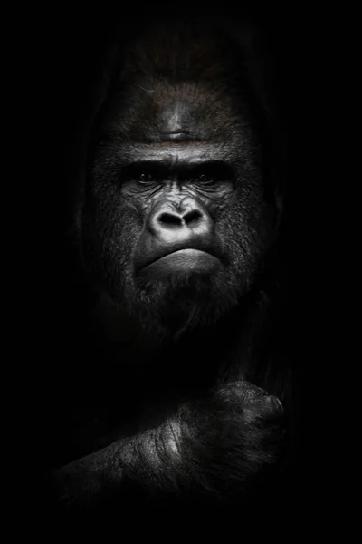 黑暗中的脸和有力的手 一只强壮的雄性大猩猩的画像 相貌象 严厉的脸和有力的手臂 孤立的黑色背景 — 图库照片