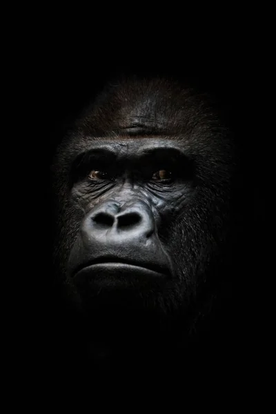 一种强有力的显性雄性大猩猩的画像 严肃的脸 孤立的黑色背景 — 图库照片