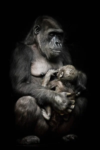 Goryl Małpa Matka Lub Jej Siostra Pielęgniarki Jej Małe Dziecko — Zdjęcie stockowe
