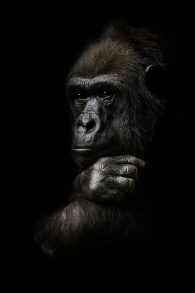 沉思的姿势 用手支撑着他的头 猴类大猩猩雌性 沉思的理性和沉重思想的象征 孤立的黑色背景 — 图库照片