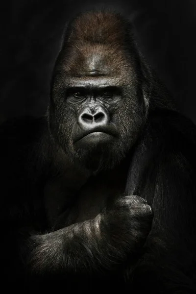 Potenza Forza Ritratto Potente Gorilla Maschio Dominante Fisionomia Volto Severo — Foto Stock