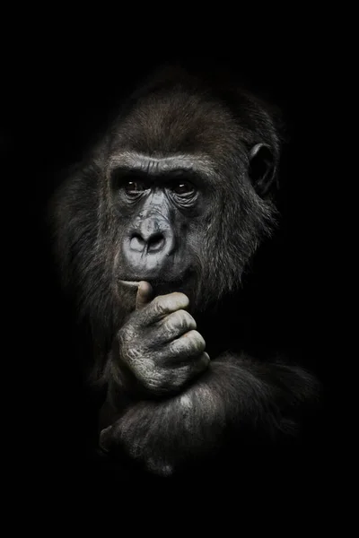 Posizione Pensierosa Mano Puntelli Testa Scimmia Antropoide Gorilla Femmina Simbolo — Foto Stock
