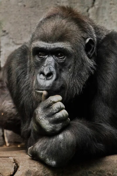 Pose Pensive Main Appuie Tête Singe Anthropoïde Gorille Femelle Symbole — Photo