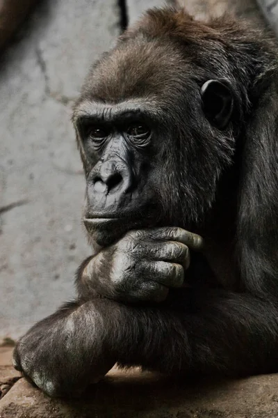 Postura Pensativa Mão Sustenta Cabeça Gorila Antropóide Macaco Fêmea Símbolo — Fotografia de Stock