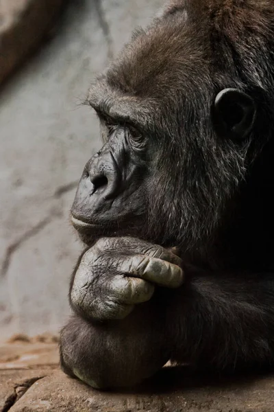 Pensieve Houding Hand Rekwisieten Zijn Hoofd Aap Antropoïde Gorilla Vrouwtje — Stockfoto