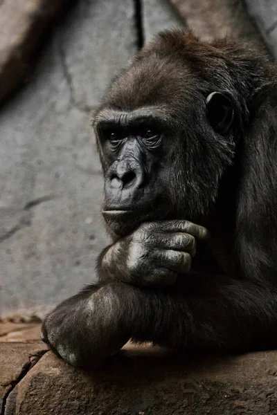 Postura Pensativa Mão Sustenta Cabeça Gorila Antropóide Macaco Fêmea Símbolo — Fotografia de Stock