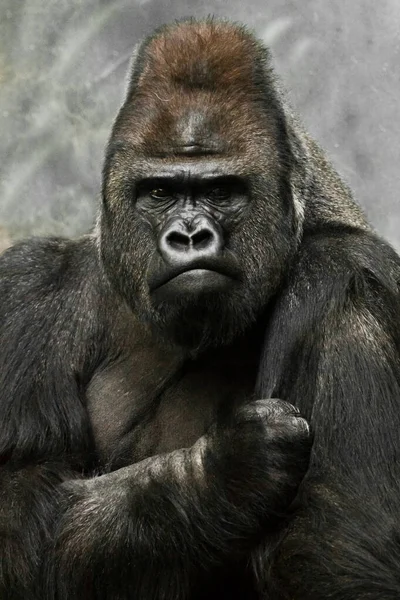 Portrait Powerful Dominant Male Gorilla Physiognomy Stern Face Powerful Arm — Stock Photo, Image