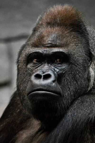 Retrato Poderoso Gorila Macho Dominante Fisonomía Cara Severa — Foto de Stock