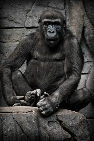 猴子人类大猩猩坐着 满脸通红 被疑惑的眼神弄糊涂了 黑黑的背景 — 图库照片