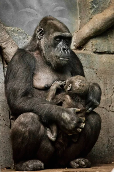 Gorilla Małpa Matka Lub Jej Siostra Pielęgniarki Jej Małe Dziecko — Zdjęcie stockowe