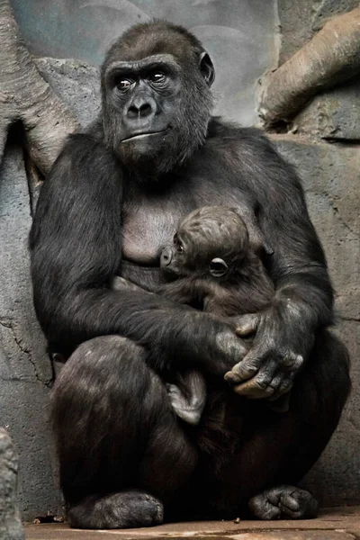 Gorilla Majom Anya Vagy Húga Ápolja Kis Baba Csecsemő Aranyos — Stock Fotó