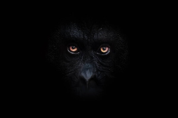 Scary orange luminous eyes on the black face of a monkey in a black night, a frightening look that embodies fears and phobias.