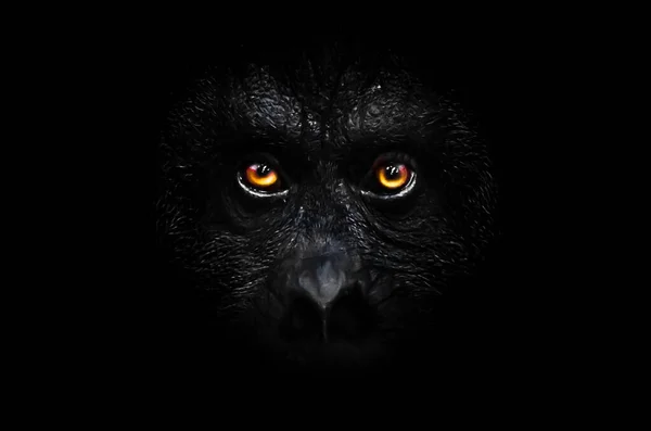 Страшные Оранжевые Светящиеся Глаза Черном Лице Обезьяны Черную Ночь Пугающий — стоковое фото