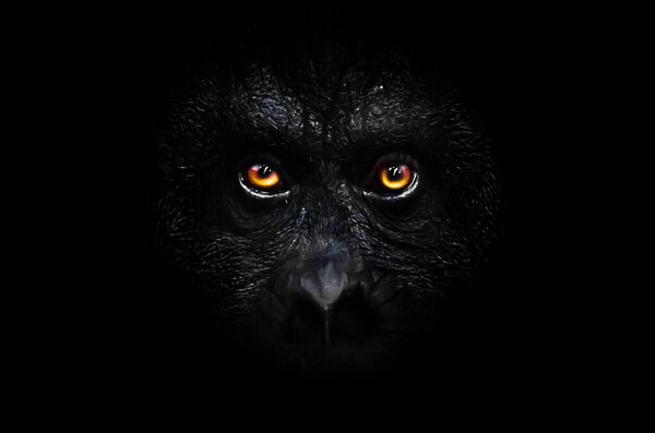 Scary orange luminous eyes on the black face of a monkey in a black night, a frightening look that embodies fears and phobias.