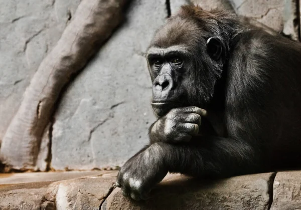 Zamyślona Poza Ręka Podtrzymuje Głowę Małpi Antropoid Goryl Samica Symbol — Zdjęcie stockowe