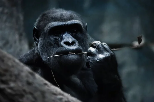 Das Gesicht Eines Alarmierenden Gorillaweibchens Auf Dunklem Hintergrund Ein Symbol — Stockfoto
