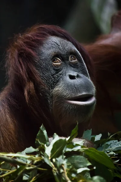 A cunningly surprised orangutan against a background of greenery, a close-up face, a look as if he were seriously surprised.