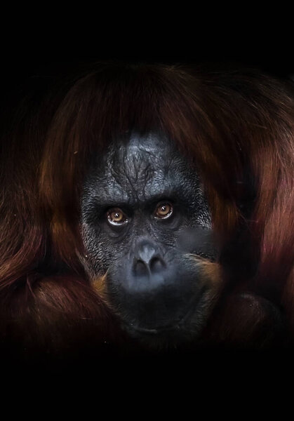 Флегматичный орангутанг с поднятой рукой на темном фоне, как бы
,