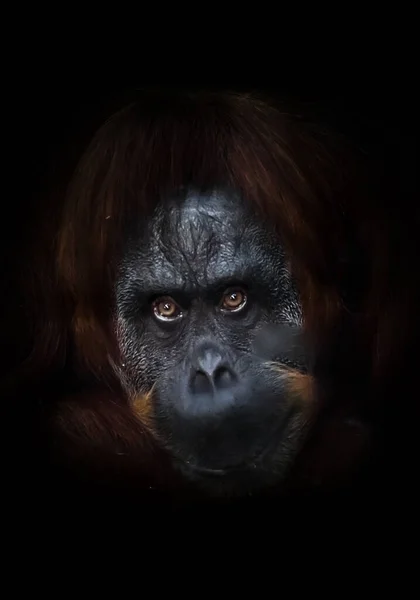 Mirada Severa Orangután Flemático Con Una Mano Levantada Sobre Fondo — Foto de Stock