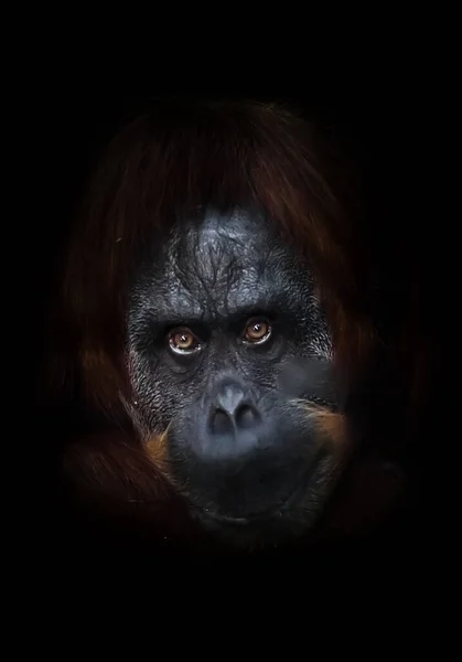 Přísný Pohled Flegmatický Orangutan Zvednutou Rukou Tmavém Pozadí Jako Byl — Stock fotografie