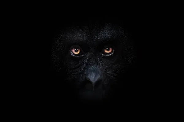 Korkunç turuncu gözler, karanlık bir gecede bir maymunun siyah yüzünde. Korku ve fobileri somutlaştıran korkutucu bir bakış..