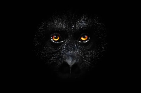 Olhos Luminosos Laranja Assustador Rosto Preto Macaco Uma Noite Negra — Fotografia de Stock