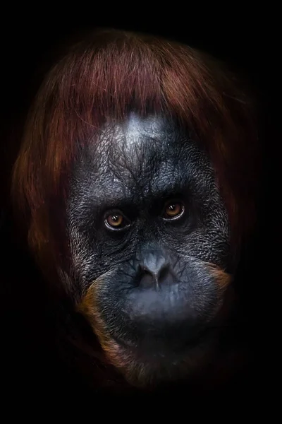 Розумне Інтелектуальне Обличчя Орангутана Іронічним Виглядом Половиною Посмішкою Темним Тлом — стокове фото