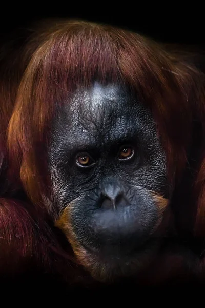 Cara Intelectual Inteligente Orangután Con Una Mirada Irónica Una Media —  Fotos de Stock