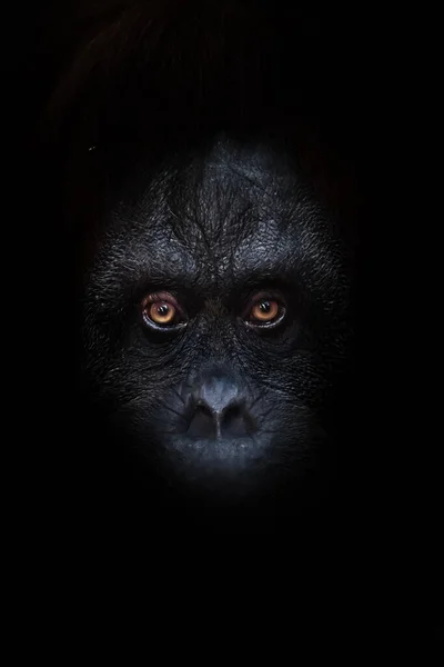 Olhos Luminosos Laranja Assustador Rosto Preto Macaco Uma Noite Negra — Fotografia de Stock