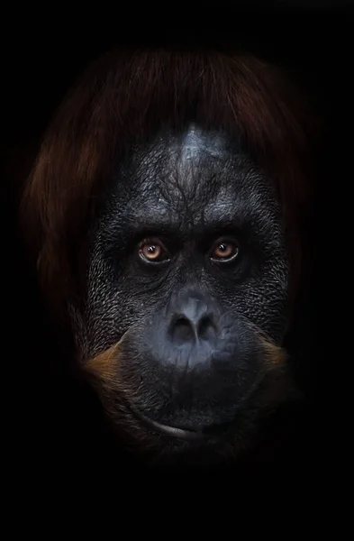 Blick Eines Weisen Kluges Intellektuelles Gesicht Eines Orang Utans Mit — Stockfoto