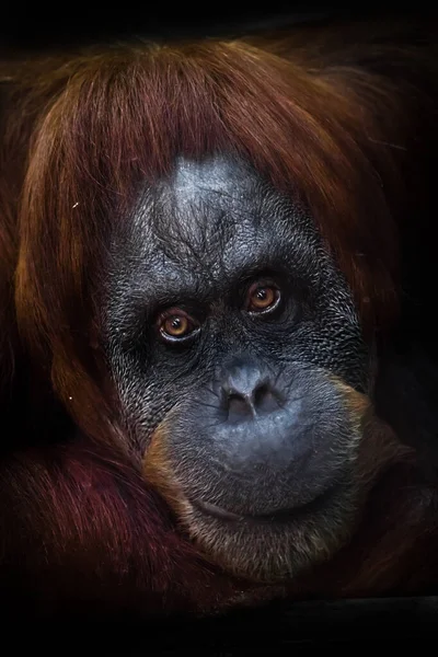 Cara Intelectual Inteligente Orangután Con Una Mirada Irónica Una Media —  Fotos de Stock