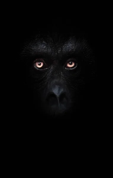 Scary Orange Luminous Eyes Black Face Monkey Black Night Frightening — Stock Photo, Image