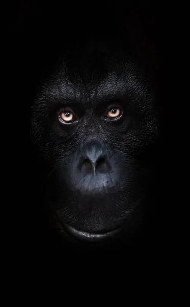 Scary orange luminous eyes on the black face of a monkey in a black night, a frightening look that embodies fears and phobias.