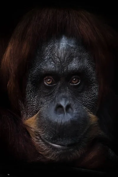 Slim Intellectueel Gezicht Van Een Orang Oetan Met Een Ironische — Stockfoto