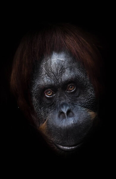 Выглядит как хороший шутник. Умное интеллектуальное лицо орангутанга с ироничным взглядом и полуулыбкой, изолированный черный фон
.