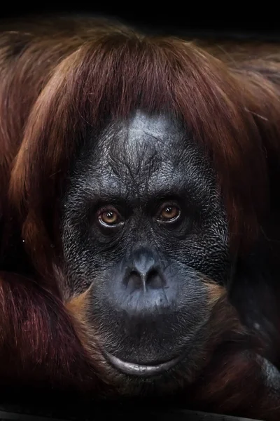 Cara Intelectual Inteligente Orangután Con Una Mirada Irónica Una Media —  Fotos de Stock