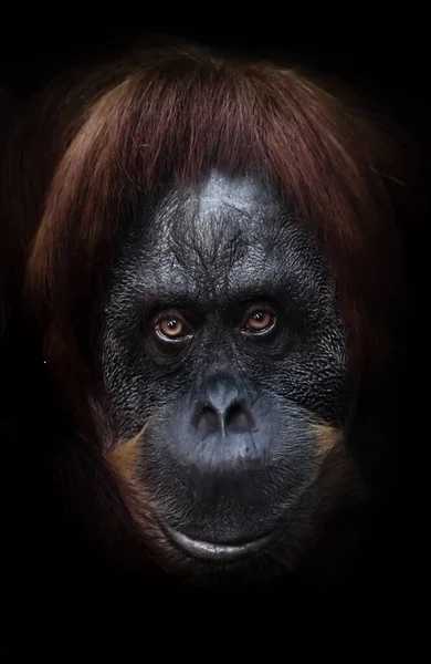 Vypadáš Jako Dobrý Vtipálek Chytrá Intelektuální Tvář Orangutana Ironickým Výrazem — Stock fotografie