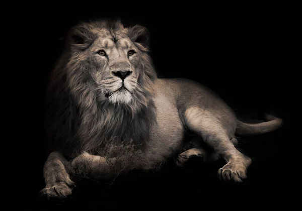 月の獣 アシェン 夜の豪華なライオン貴族 シックな男性が印象的な強力な男性ライオンが横たわっています 夜の闇隔離された黒の背景 — ストック写真