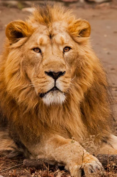 Cara Cheia Retrato Poderoso Leão Macho Com Uma Crina Chique — Fotografia de Stock