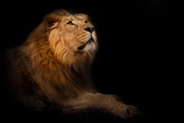 Neugier Der Nacht Schnuppert Seinem Profil Ein Kräftiges Löwenmännchen Mit — Stockfoto