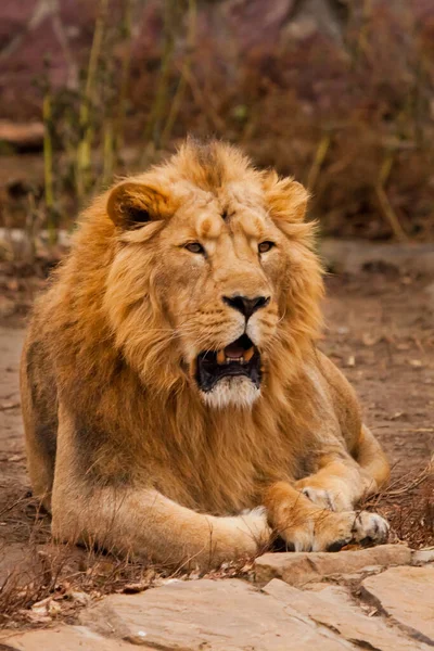 Stanco Mascelle Socchiuse Corpo Potente Potente Leone Maschio Con Una — Foto Stock