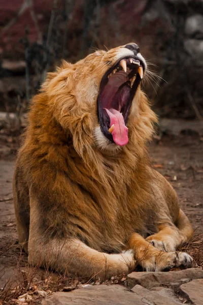 Κουρασμένος Σαγόνια Μισάνοιχτα Ισχυρό Σώμα Ένα Ισχυρό Αρσενικό Λιοντάρι Μια — Φωτογραφία Αρχείου