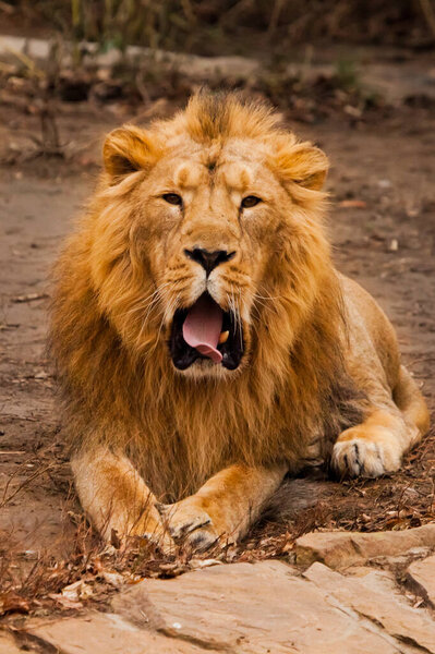 Tired, jaws ajar powerful body. A powerful male lion with a chic mane impressively lies.