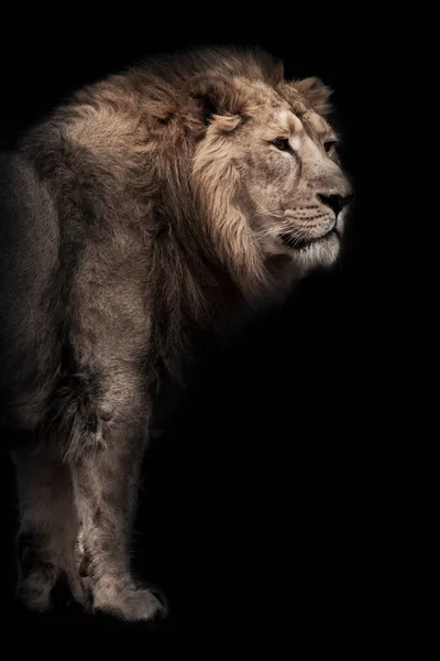 Lunar Beast Ashen Powerful Asian Lion Male Background Dark Cave — Stock Photo, Image