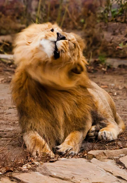 雄ライオンは男を振る 彼は豪華な長い髪を持っています — ストック写真