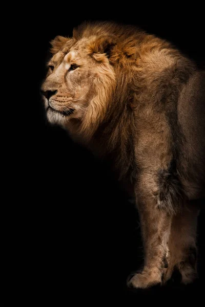 Poder Fuerza Poderoso León Asiático Macho Sobre Fondo Una Cueva — Foto de Stock