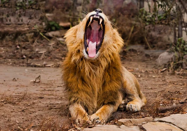 Trött Käkar Glänt Kraftfull Kropp Ett Mäktigt Manligt Lejon Med — Stockfoto