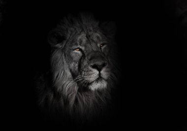 Parlak turuncu gözler, beyazlaşmış yüz siyah bir arka planda aslan portresi. Etrafta dolanıp patronluk taslıyorsun. Güneş tarafından kutsanmış şık yeleli güçlü bir aslan..